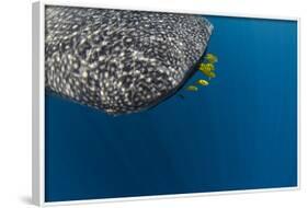 Whale Shark and Golden Trevally, Cenderawasih Bay, West Papua, Indonesia-Pete Oxford-Framed Photographic Print