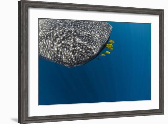 Whale Shark and Golden Trevally, Cenderawasih Bay, West Papua, Indonesia-Pete Oxford-Framed Photographic Print