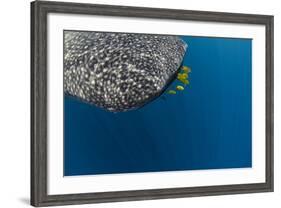 Whale Shark and Golden Trevally, Cenderawasih Bay, West Papua, Indonesia-Pete Oxford-Framed Photographic Print