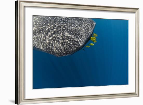 Whale Shark and Golden Trevally, Cenderawasih Bay, West Papua, Indonesia-Pete Oxford-Framed Photographic Print