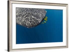 Whale Shark and Golden Trevally, Cenderawasih Bay, West Papua, Indonesia-Pete Oxford-Framed Photographic Print