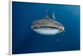 Whale Shark and Golden Trevally, Cenderawasih Bay, West Papua, Indonesia-Pete Oxford-Framed Photographic Print