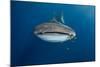 Whale Shark and Golden Trevally, Cenderawasih Bay, West Papua, Indonesia-Pete Oxford-Mounted Photographic Print