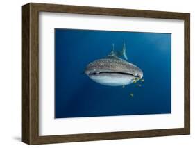 Whale Shark and Golden Trevally, Cenderawasih Bay, West Papua, Indonesia-Pete Oxford-Framed Photographic Print