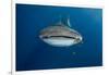 Whale Shark and Golden Trevally, Cenderawasih Bay, West Papua, Indonesia-Pete Oxford-Framed Photographic Print