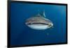 Whale Shark and Golden Trevally, Cenderawasih Bay, West Papua, Indonesia-Pete Oxford-Framed Photographic Print