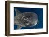 Whale Shark and Golden Trevally, Cenderawasih Bay, West Papua, Indonesia-Pete Oxford-Framed Photographic Print