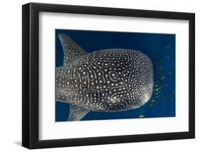 Whale Shark and Golden Trevally, Cenderawasih Bay, West Papua, Indonesia-Pete Oxford-Framed Photographic Print