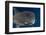 Whale Shark and Golden Trevally, Cenderawasih Bay, West Papua, Indonesia-Pete Oxford-Framed Photographic Print