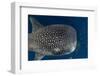 Whale Shark and Golden Trevally, Cenderawasih Bay, West Papua, Indonesia-Pete Oxford-Framed Photographic Print