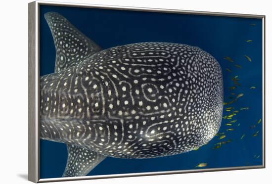 Whale Shark and Golden Trevally, Cenderawasih Bay, West Papua, Indonesia-Pete Oxford-Framed Photographic Print