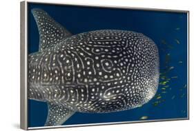 Whale Shark and Golden Trevally, Cenderawasih Bay, West Papua, Indonesia-Pete Oxford-Framed Photographic Print