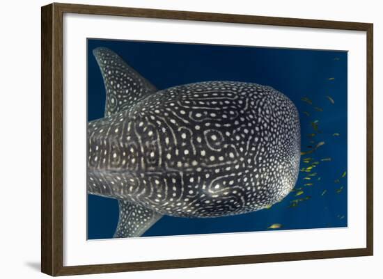 Whale Shark and Golden Trevally, Cenderawasih Bay, West Papua, Indonesia-Pete Oxford-Framed Photographic Print