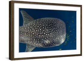 Whale Shark and Golden Trevally, Cenderawasih Bay, West Papua, Indonesia-Pete Oxford-Framed Photographic Print