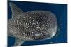 Whale Shark and Golden Trevally, Cenderawasih Bay, West Papua, Indonesia-Pete Oxford-Mounted Photographic Print