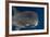 Whale Shark and Golden Trevally, Cenderawasih Bay, West Papua, Indonesia-Pete Oxford-Framed Photographic Print