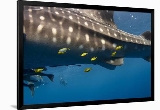 Whale Shark and Golden Trevally, Cenderawasih Bay, West Papua, Indonesia-Pete Oxford-Framed Photographic Print