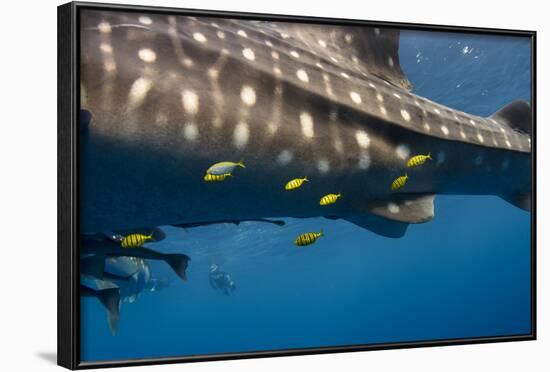 Whale Shark and Golden Trevally, Cenderawasih Bay, West Papua, Indonesia-Pete Oxford-Framed Photographic Print