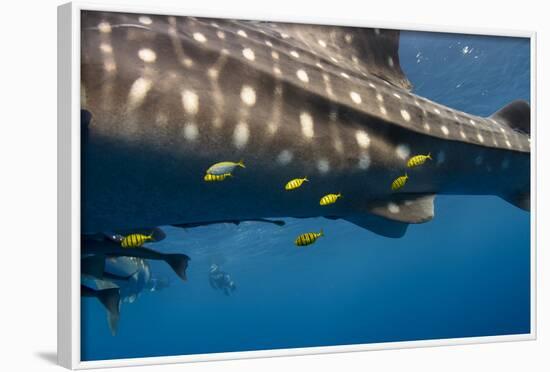 Whale Shark and Golden Trevally, Cenderawasih Bay, West Papua, Indonesia-Pete Oxford-Framed Photographic Print