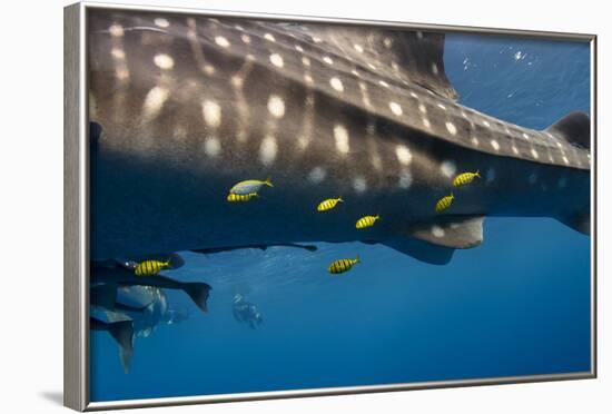 Whale Shark and Golden Trevally, Cenderawasih Bay, West Papua, Indonesia-Pete Oxford-Framed Photographic Print