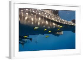 Whale Shark and Golden Trevally, Cenderawasih Bay, West Papua, Indonesia-Pete Oxford-Framed Photographic Print