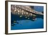 Whale Shark and Golden Trevally, Cenderawasih Bay, West Papua, Indonesia-Pete Oxford-Framed Photographic Print