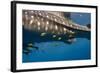 Whale Shark and Golden Trevally, Cenderawasih Bay, West Papua, Indonesia-Pete Oxford-Framed Photographic Print