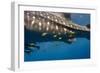 Whale Shark and Golden Trevally, Cenderawasih Bay, West Papua, Indonesia-Pete Oxford-Framed Photographic Print