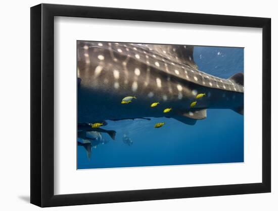 Whale Shark and Golden Trevally, Cenderawasih Bay, West Papua, Indonesia-Pete Oxford-Framed Photographic Print