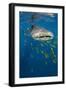 Whale Shark and Golden Trevally, Cenderawasih Bay, West Papua, Indonesia-Pete Oxford-Framed Photographic Print