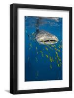 Whale Shark and Golden Trevally, Cenderawasih Bay, West Papua, Indonesia-Pete Oxford-Framed Photographic Print