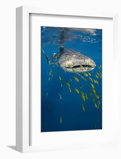 Whale Shark and Golden Trevally, Cenderawasih Bay, West Papua, Indonesia-Pete Oxford-Framed Photographic Print