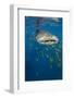 Whale Shark and Golden Trevally, Cenderawasih Bay, West Papua, Indonesia-Pete Oxford-Framed Photographic Print