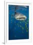 Whale Shark and Golden Trevally, Cenderawasih Bay, West Papua, Indonesia-Pete Oxford-Framed Photographic Print