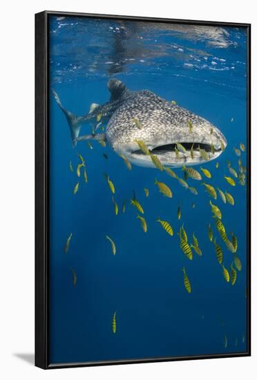 Whale Shark and Golden Trevally, Cenderawasih Bay, West Papua, Indonesia-Pete Oxford-Framed Photographic Print