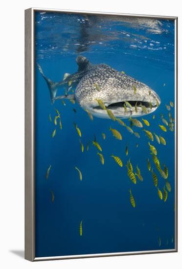 Whale Shark and Golden Trevally, Cenderawasih Bay, West Papua, Indonesia-Pete Oxford-Framed Photographic Print