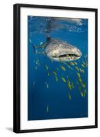 Whale Shark and Golden Trevally, Cenderawasih Bay, West Papua, Indonesia-Pete Oxford-Framed Photographic Print