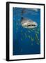 Whale Shark and Golden Trevally, Cenderawasih Bay, West Papua, Indonesia-Pete Oxford-Framed Photographic Print