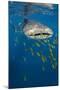 Whale Shark and Golden Trevally, Cenderawasih Bay, West Papua, Indonesia-Pete Oxford-Mounted Photographic Print