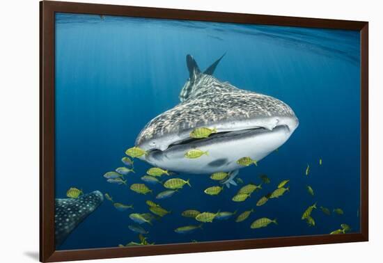 Whale Shark and Golden Trevally, Cenderawasih Bay, West Papua, Indonesia-Pete Oxford-Framed Photographic Print