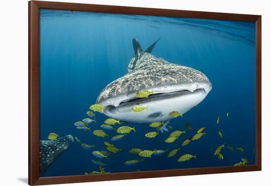 Whale Shark and Golden Trevally, Cenderawasih Bay, West Papua, Indonesia-Pete Oxford-Framed Photographic Print