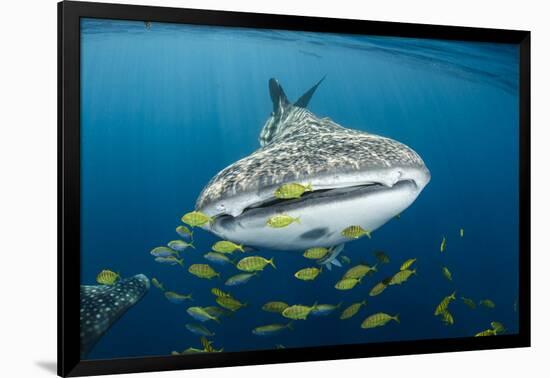 Whale Shark and Golden Trevally, Cenderawasih Bay, West Papua, Indonesia-Pete Oxford-Framed Photographic Print