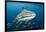 Whale Shark and Golden Trevally, Cenderawasih Bay, West Papua, Indonesia-Pete Oxford-Framed Photographic Print