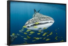 Whale Shark and Golden Trevally, Cenderawasih Bay, West Papua, Indonesia-Pete Oxford-Framed Photographic Print