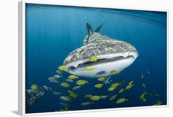 Whale Shark and Golden Trevally, Cenderawasih Bay, West Papua, Indonesia-Pete Oxford-Framed Photographic Print