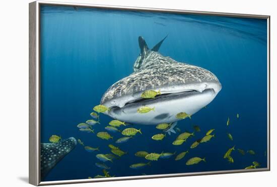 Whale Shark and Golden Trevally, Cenderawasih Bay, West Papua, Indonesia-Pete Oxford-Framed Photographic Print