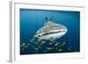 Whale Shark and Golden Trevally, Cenderawasih Bay, West Papua, Indonesia-Pete Oxford-Framed Photographic Print