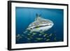 Whale Shark and Golden Trevally, Cenderawasih Bay, West Papua, Indonesia-Pete Oxford-Framed Photographic Print