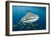 Whale Shark and Golden Trevally, Cenderawasih Bay, West Papua, Indonesia-Pete Oxford-Framed Photographic Print