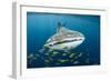 Whale Shark and Golden Trevally, Cenderawasih Bay, West Papua, Indonesia-Pete Oxford-Framed Photographic Print